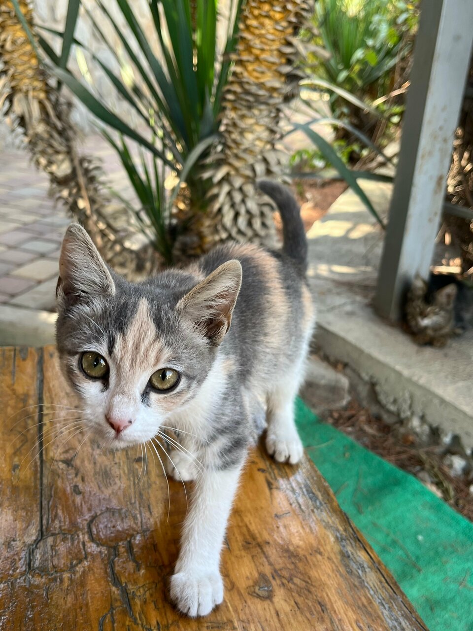 Гостиница Лукоморье Алушта-32