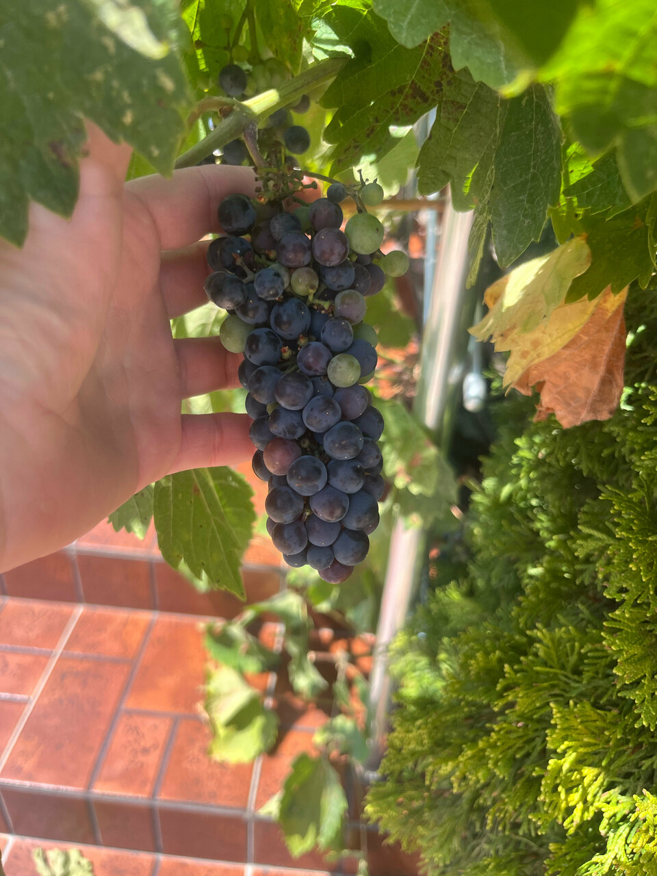 Гостиница Лукоморье Алушта-59