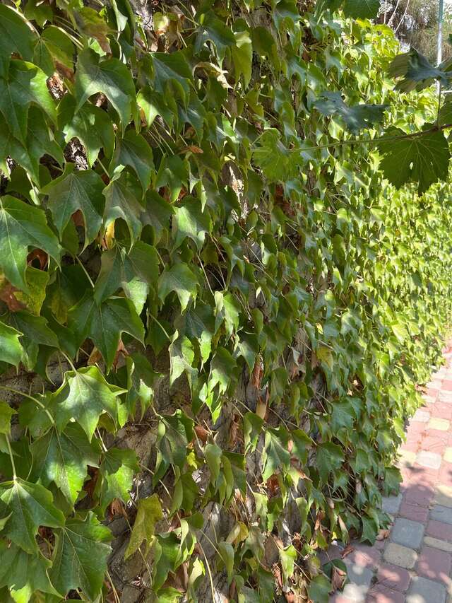 Гостиница Лукоморье Алушта-16